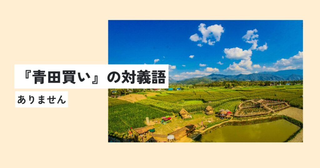 田んぼ